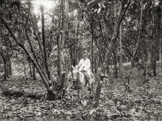 los gran cacao